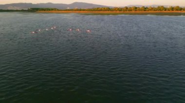 Gölde pembe flamingolar. Pembe flamingo sürüsü güzel bir manzaranın arka planına karşı. Vahşi yaşam video çekimi. Yüksek kalite 4k görüntü
