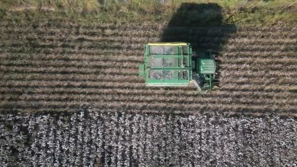 大型棉田收获期间棉花收割机的空中摄像 高质量的4K镜头 — 图库视频影像