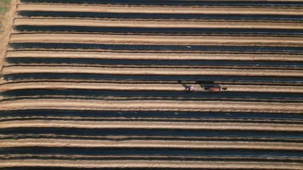 一个人和他的马在田野里干活的空中景象 高质量的4K镜头 — 图库视频影像