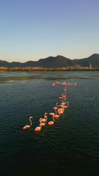 Pink Flamingos Lake Flock Pink Flamingos Backdrop Beautiful Landscape Wildlife Vídeo De Stock