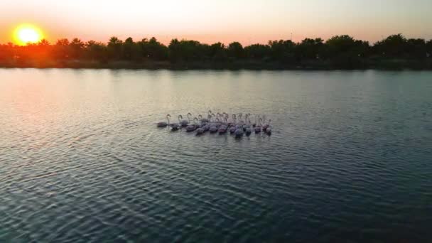 분홍색 플라밍고 호수에 아름다운 풍경을 배경으로 분홍색 플라밍고 듭니다 고품질 비디오 클립