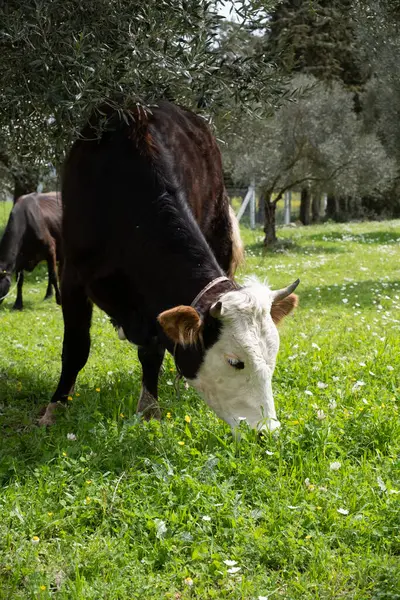 Корови Пасуться Зеленому Полі Сонячну Погоду Високого Рівня Ліцензійні Стокові Фото