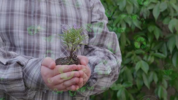 Zbliżenie Rąk Ogrodnika Trzymającego Małą Roślinkę Gleby Wideo — Wideo stockowe