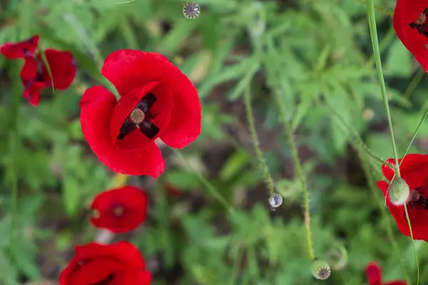 Gelincik Çiçekleri Kırmızı Yapraklar Rüzgarda Hareket Ediyor Bahçede Yüksek Kalite Stok Fotoğraf