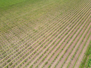 Urla, İzmir 'de gün batımında güzel üzüm bağları. Yüksek kalite fotoğraf