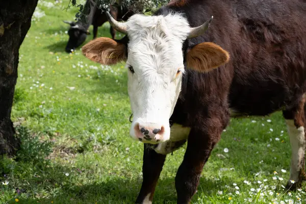 Αγελάδες Βόσκουν Πράσινο Χωράφι Ηλιόλουστο Καιρό Αρχηγείο Εικόνα Αρχείου