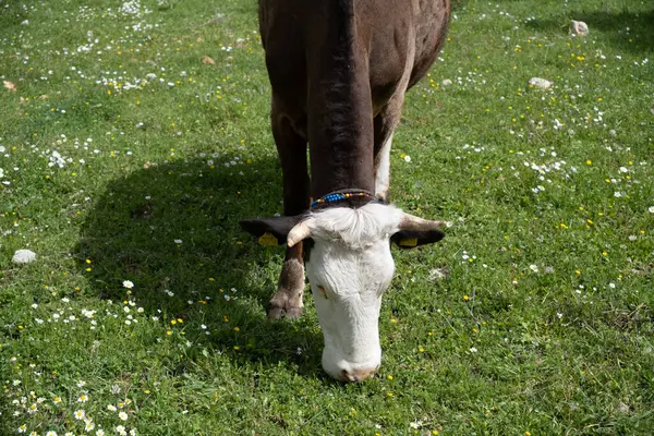 Αγελάδες Βόσκουν Πράσινο Χωράφι Ηλιόλουστο Καιρό Αρχηγείο Royalty Free Φωτογραφίες Αρχείου