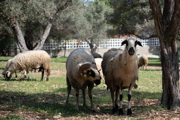 Yeşil alanda otlayan beyaz koyunların manzarası