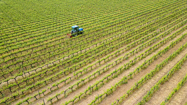 Beautiful vineyards at sunset in Urla, izmir. High quality photo