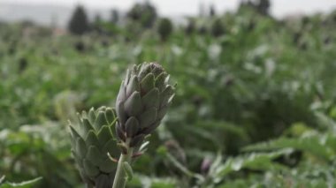 Tarımda yetişen enginarlar, sağlıklı yiyecekler. Yüksek kalite 4k görüntü