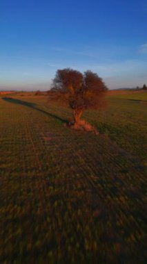 Drone flying over a field during sunset. Drone flies over green agriculture field. Beautiful summer landscape of a field. Top view to the green farm cornfield. High quality 4k footage