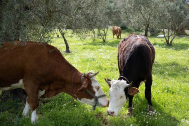 İnekler güneşli havada yeşil bir alanda otlarlar. Karargah