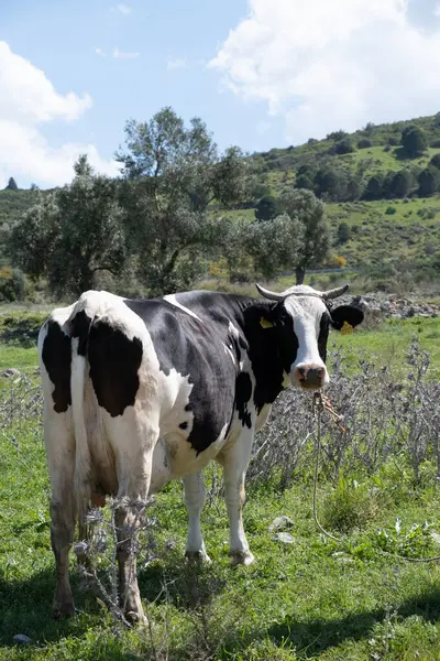 牛は晴れた天気の緑の野原で育ちます Hqについて ストック画像