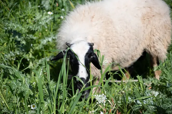 グリーンフィールドで放牧する白い羊の景色 ストック画像