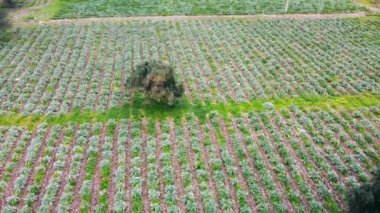 Drone flying over a field during sunset. Drone flies over green agriculture field. Beautiful summer landscape of a field. Top view to the green farm cornfield. High quality 4k footage