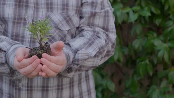 Wzrost Roślin Zamknąć Ręce Trzymając Sadzonkę Młodej Zielonej Rośliny Wiosenne Obrazek Stockowy