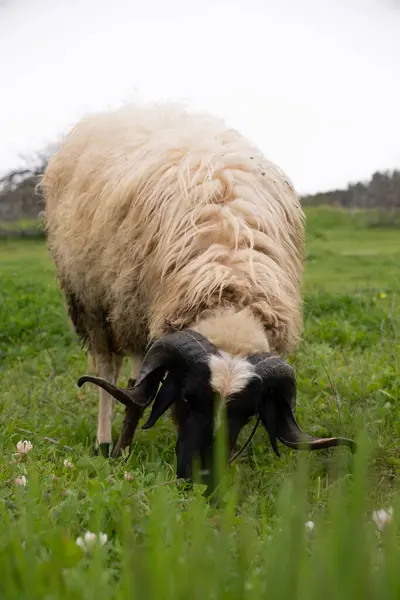 グリーンフィールドで放牧する白い羊の景色 ストック写真