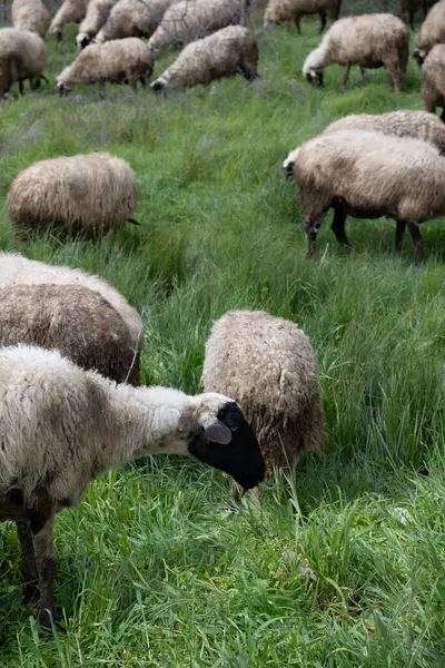グリーンフィールドで放牧する白い羊の景色 ロイヤリティフリーのストック写真