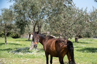 Atlar gün batımında bir tarlaya bakıyor. hq