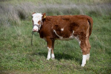 İnekler güneşli havada yeşil bir alanda otlarlar. Karargah