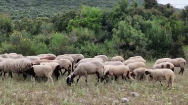 Yeşil alanda otlayan beyaz koyunların manzarası