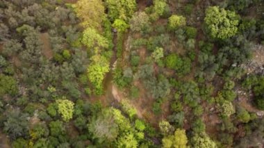 Yoğun yeşil ağaçlar ve yamacı çevreleyen karasal bitkilerle dolu görkemli bir orman manzarası canlı bir doğal manzara yaratıyor.