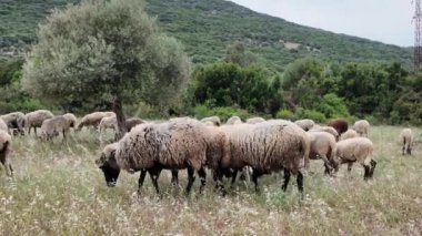 Yeşil alanda otlayan beyaz koyunların manzarası