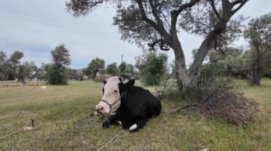 İnekler güneşli havada yeşil bir alanda otlarlar. Yüksek kalite 4k görüntü