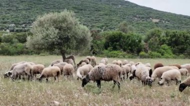 Yeşil alanda otlayan beyaz koyunların manzarası