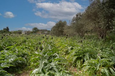 Tarımda yetişen enginarlar, sağlıklı yiyecekler. Yüksek kalite fotoğraf