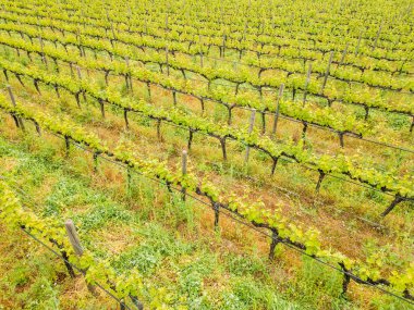 Urla, İzmir 'de gün batımında güzel üzüm bağları. Yüksek kalite fotoğraf