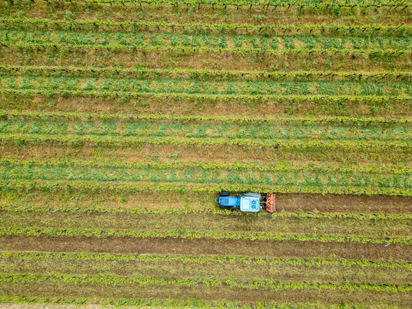 Urla, İzmir 'de gün batımında güzel üzüm bağları. Yüksek kalite fotoğraf