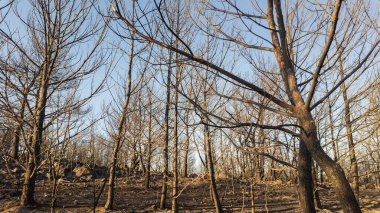 Ormanda yangından sonra tamamen yanmış ağaçlar. Yüksek kalite fotoğraf