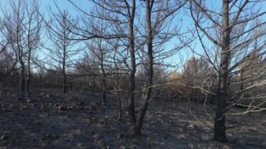 Ormanda yangından sonra tamamen yanmış ağaçlar. Yüksek kalite 4k görüntü