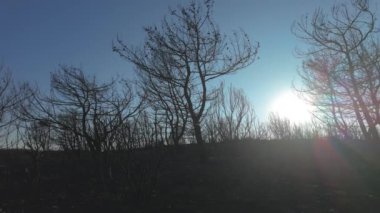 Ormanda yangından sonra tamamen yanmış ağaçlar. Yüksek kalite 4k görüntü