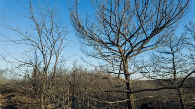 Ormanda yangından sonra tamamen yanmış ağaçlar. Yüksek kalite fotoğraf
