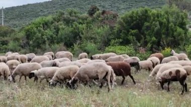 Yeşil alanda otlayan beyaz koyunların manzarası