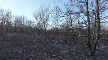 Ormanda yangından sonra tamamen yanmış ağaçlar. Yüksek kalite 4k görüntü