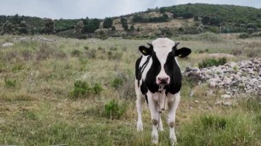 İnekler güneşli havada yeşil bir alanda otlarlar. Yüksek kalite 4k görüntü