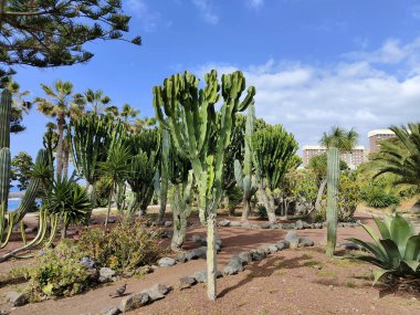 Opuntia Ficus-Indica Kaktüsü (