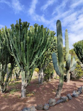 Ferocactus Latispinus Kaktüsü (