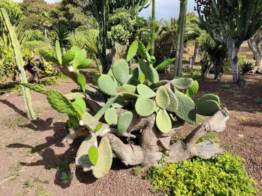 Austrocylindropuntia Subulata Kaktüsü (