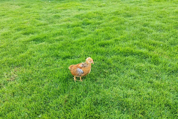 Kleines Küken Allein Gras Auf Der Suche Nach Seiner Mutter — Stockfoto