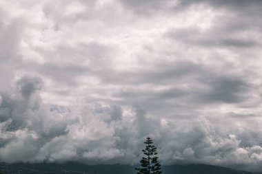 Bulutlu bir gökyüzünün ortasında yalnız bir ağaç duruyor. Gökyüzü karanlık ve kasvetli, güneşten iz yok. Ağaç küçük ve o fırtınalı havada büyümek için mücadele ediyor.