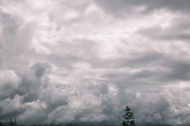 Bulutlu bir gökyüzünün ortasında yalnız bir ağaç duruyor. Gökyüzü karanlık ve kasvetli, güneşten iz yok. Ağaç küçük ve o fırtınalı havada büyümek için mücadele ediyor.