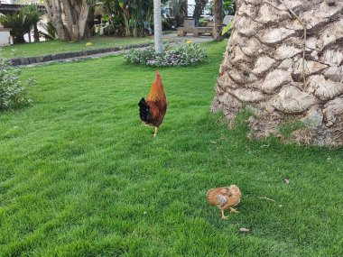 Küçük bir tavuk büyük bir ağacın yanındaki çimenli bir alanda yürüyor. Sahne huzurlu ve sakin, tavuk ve ağaç huzur hissi veriyor.