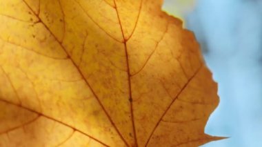 Akçaağaç yaprağı damarlarında parlayan güneşin makro soyut görüntüsü.