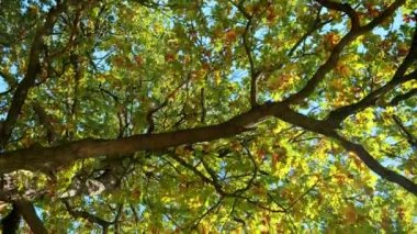 Güneşli bir sonbahar gününde açık mavi gökyüzünde yeşil ve sarı yapraklı büyük meşe ağacı. Soyut doğa arkaplanı.