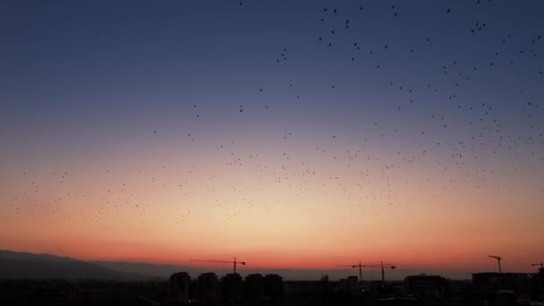 現代都市の上空で日没時に空を飛ぶ鳥の群れ — ストック動画