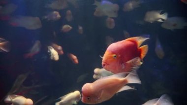 Kırmızı ve siyaha boyanmış eski arabadaki yuvarlak dikiz aynasının makro görüntüsü..